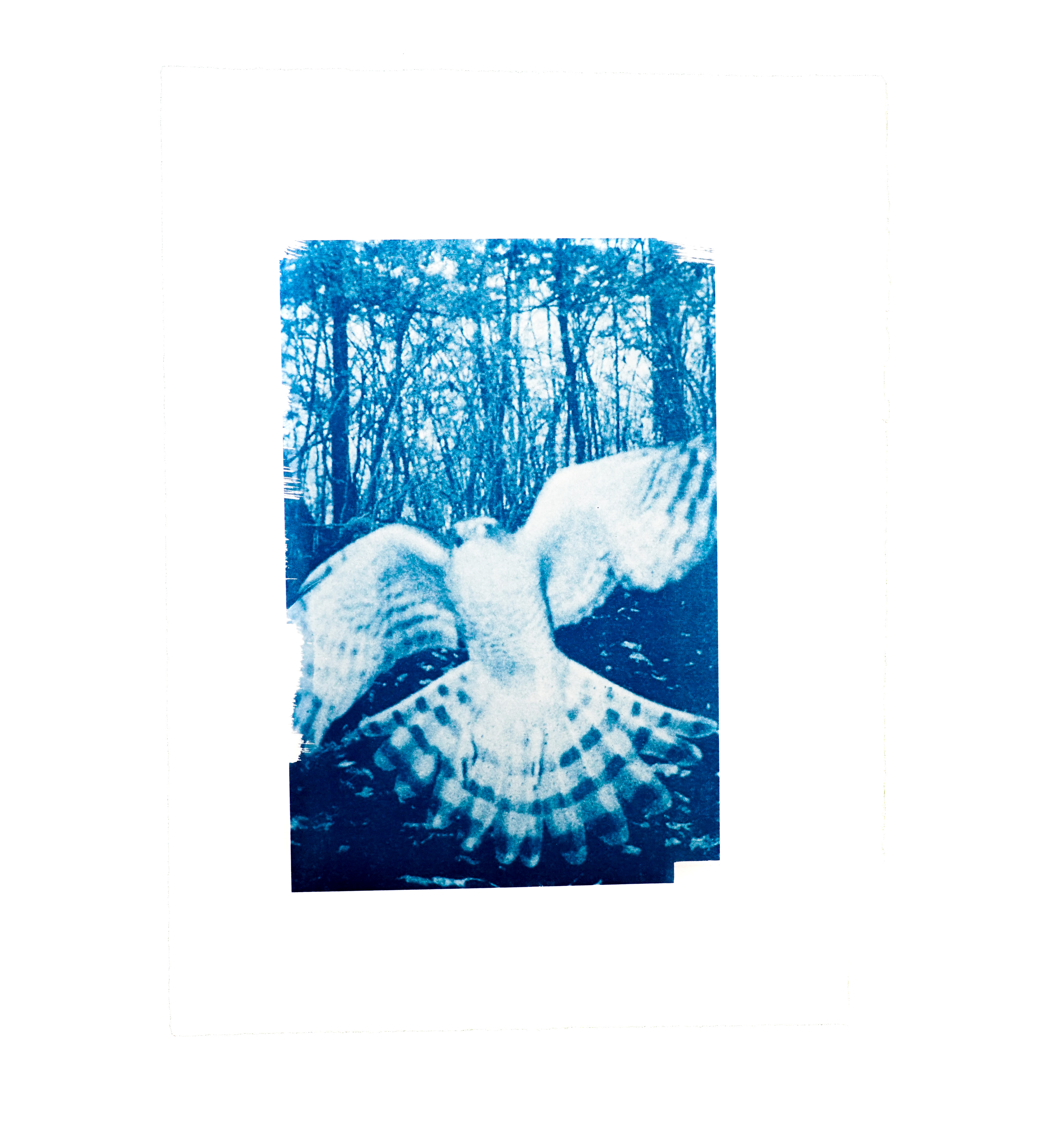 Comment faire son premier cyanotype à la maison